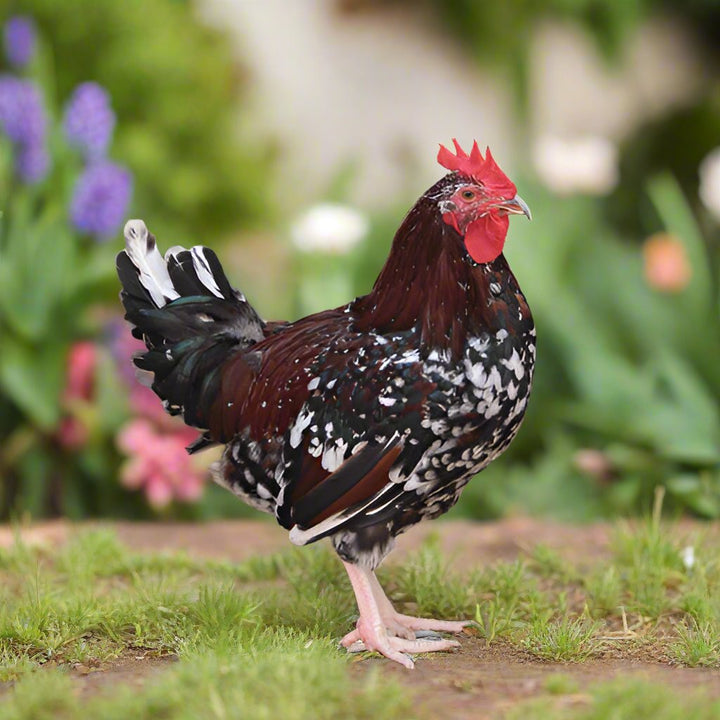 Speckled Sussex Chicks – Buy 10 + 5 Bonus Free (15 Females Total, Shipping Included) - - Speckled Sussex Chicks by Az Chickens