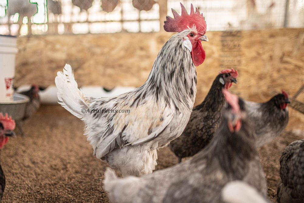 American Bresse Chicks - Assorted Colors - Buy 10 + 5 Bonus Free (Unsexed, Shipping Included) - - Bresse Chickens by Az Chickens