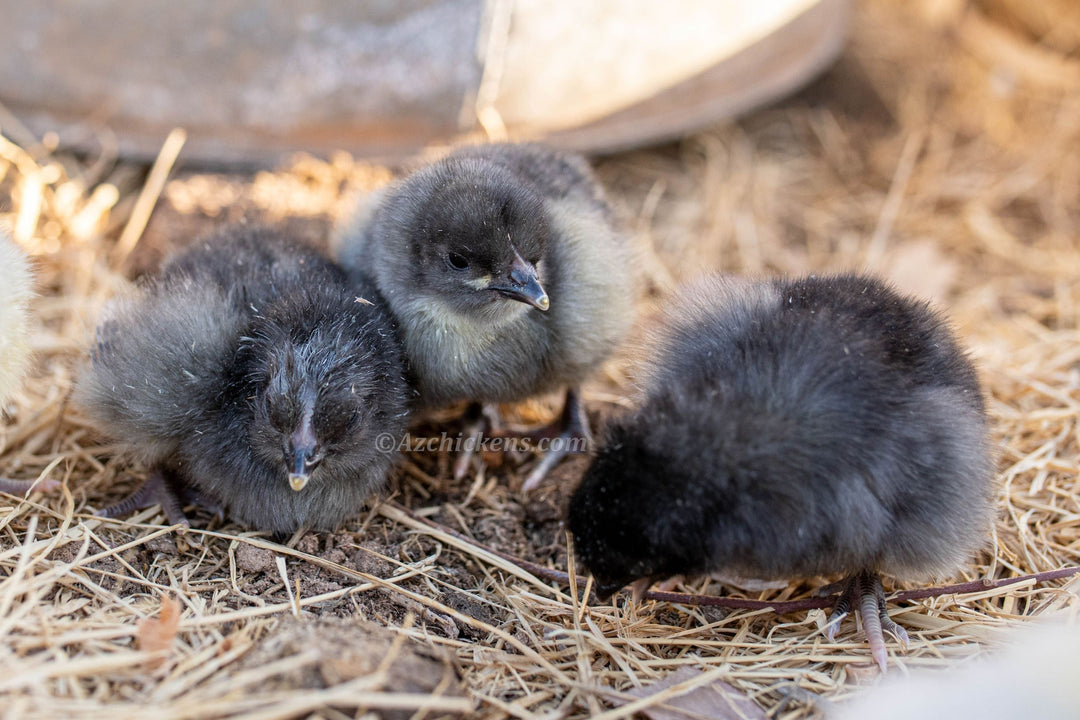 American Bresse Chicks - Assorted Colors - Buy 10 + 5 Bonus Free (Unsexed, Shipping Included) - - Bresse Chickens by Az Chickens