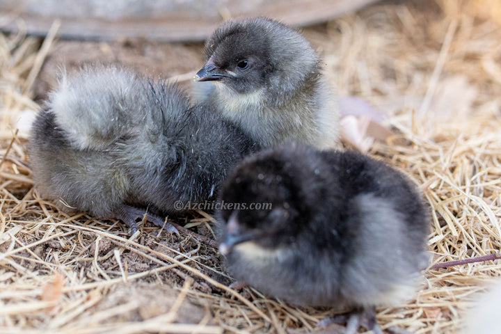 Blue American Bresse Chicks - Buy 10 + 5 Bonus Free (Unsexed, Shipping Included) - June 15th - Blue Bresse Chickens by Az Chickens