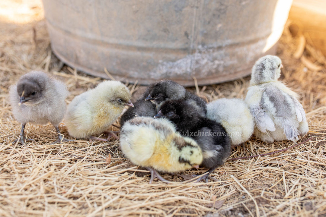 American Bresse Chicks - Assorted Colors - Buy 10 + 5 Bonus Free (Unsexed, Shipping Included) - - Bresse Chickens by Az Chickens