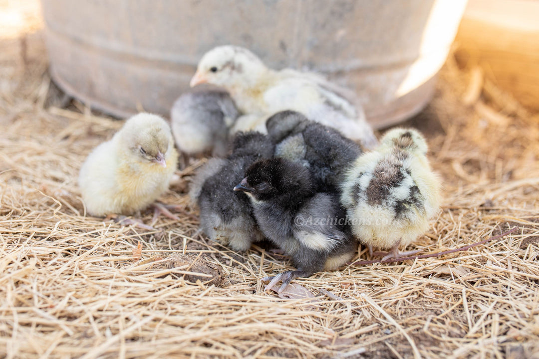 American Bresse Chicks - Assorted Colors - Buy 10 + 5 Bonus Free (Unsexed, Shipping Included) - - Bresse Chickens by Az Chickens