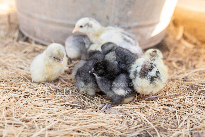 American Bresse Chicks - Assorted Colors - Buy 10 + 5 Bonus Free (Unsexed, Shipping Included) - - Bresse Chickens by Az Chickens