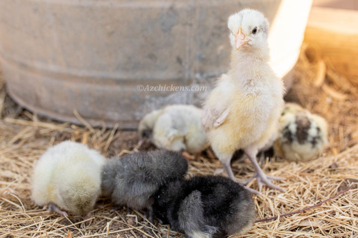 American Bresse Chicks - Assorted Colors - Buy 10 + 5 Bonus Free (Unsexed, Shipping Included) - - Bresse Chickens by Az Chickens