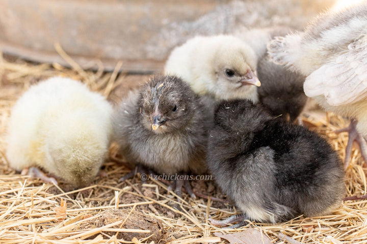 American Bresse Chicks - Assorted Colors - Buy 10 + 5 Bonus Free (Unsexed, Shipping Included) - - Bresse Chickens by Az Chickens