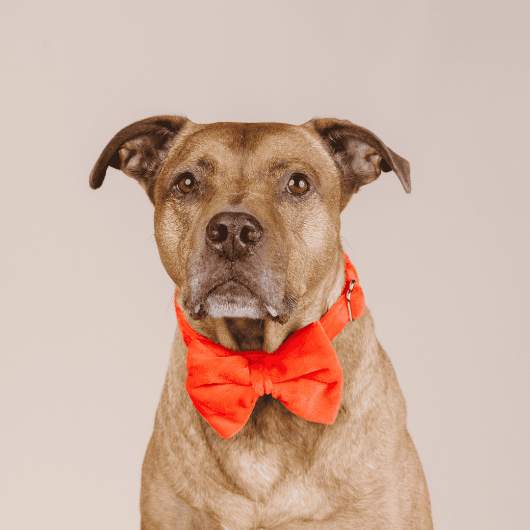 Suki Dog Bow Tie