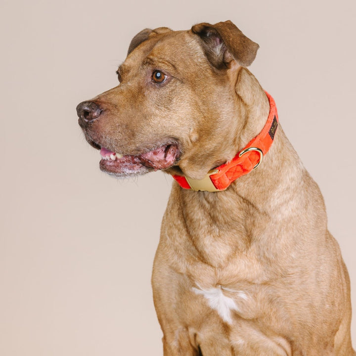Suki Dog Collar