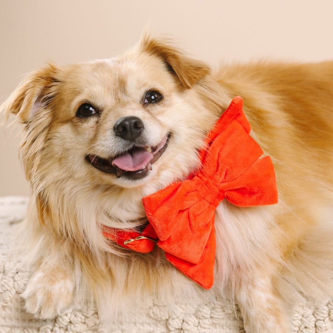 Suki Dog Babe Bow