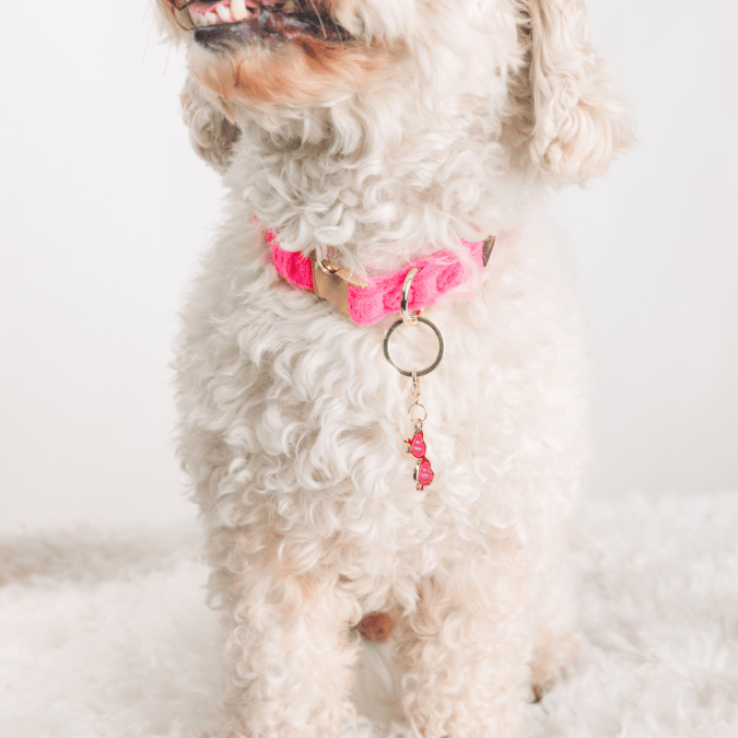Sunglasses Pet Charm