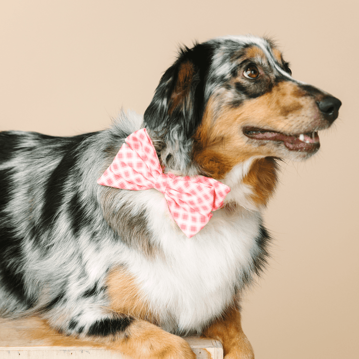Sutton Dog Babe Bow
