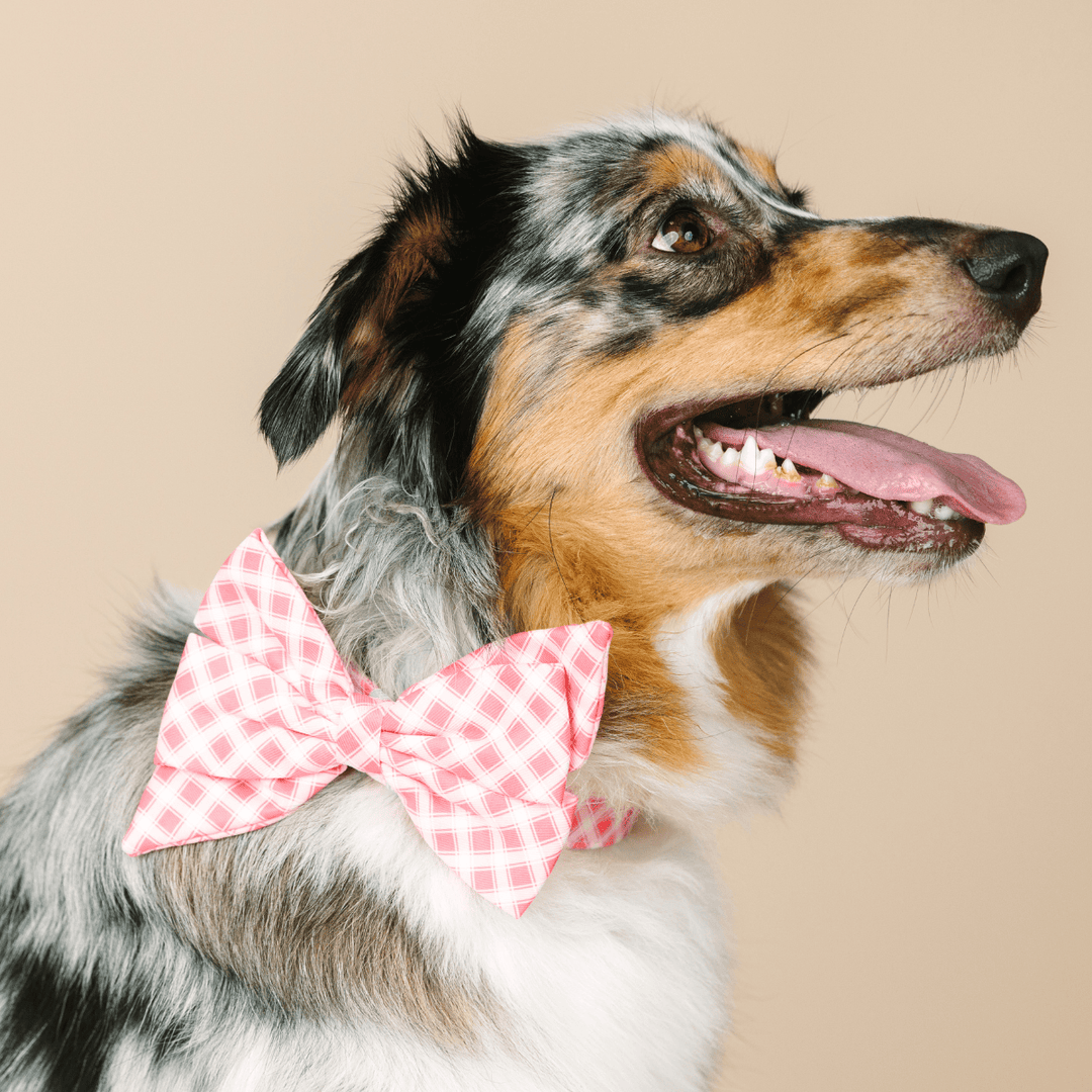 Sutton Dog Babe Bow