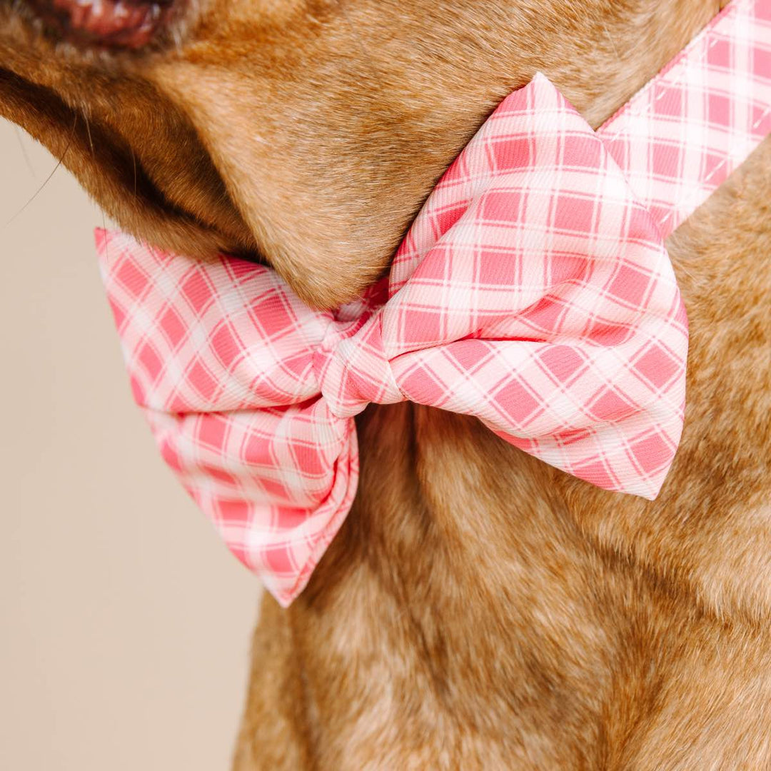 Sutton Dog Bow Tie