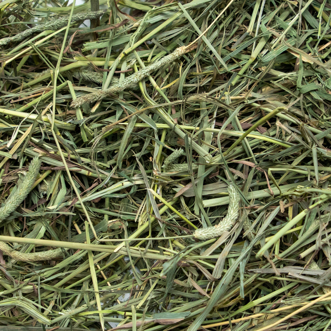 Rabbit Hole Hay Ultra Premium Medium Timothy Hay - - Hay by Rabbit Hole Hay