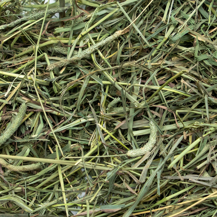 Rabbit Hole Hay Ultra Premium Medium Timothy Hay - - Hay by Rabbit Hole Hay