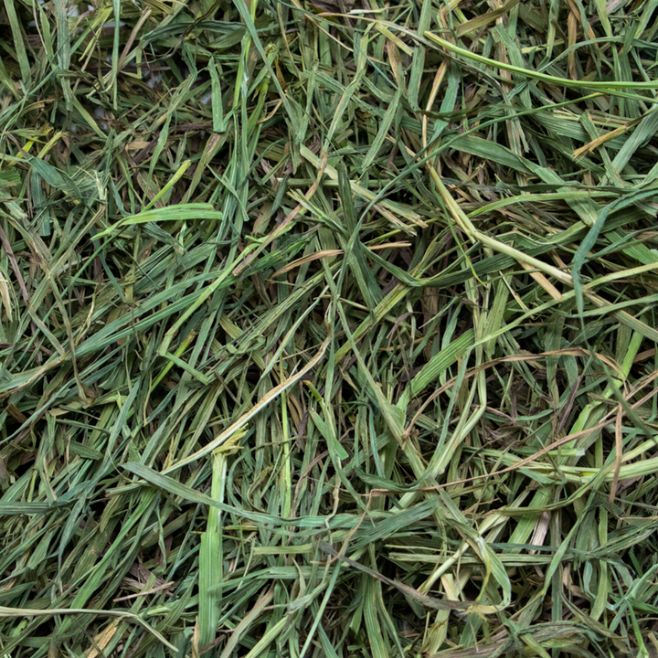 Rabbit Hole Hay Ultra Premium Soft Timothy Hay - - Hay by Rabbit Hole Hay