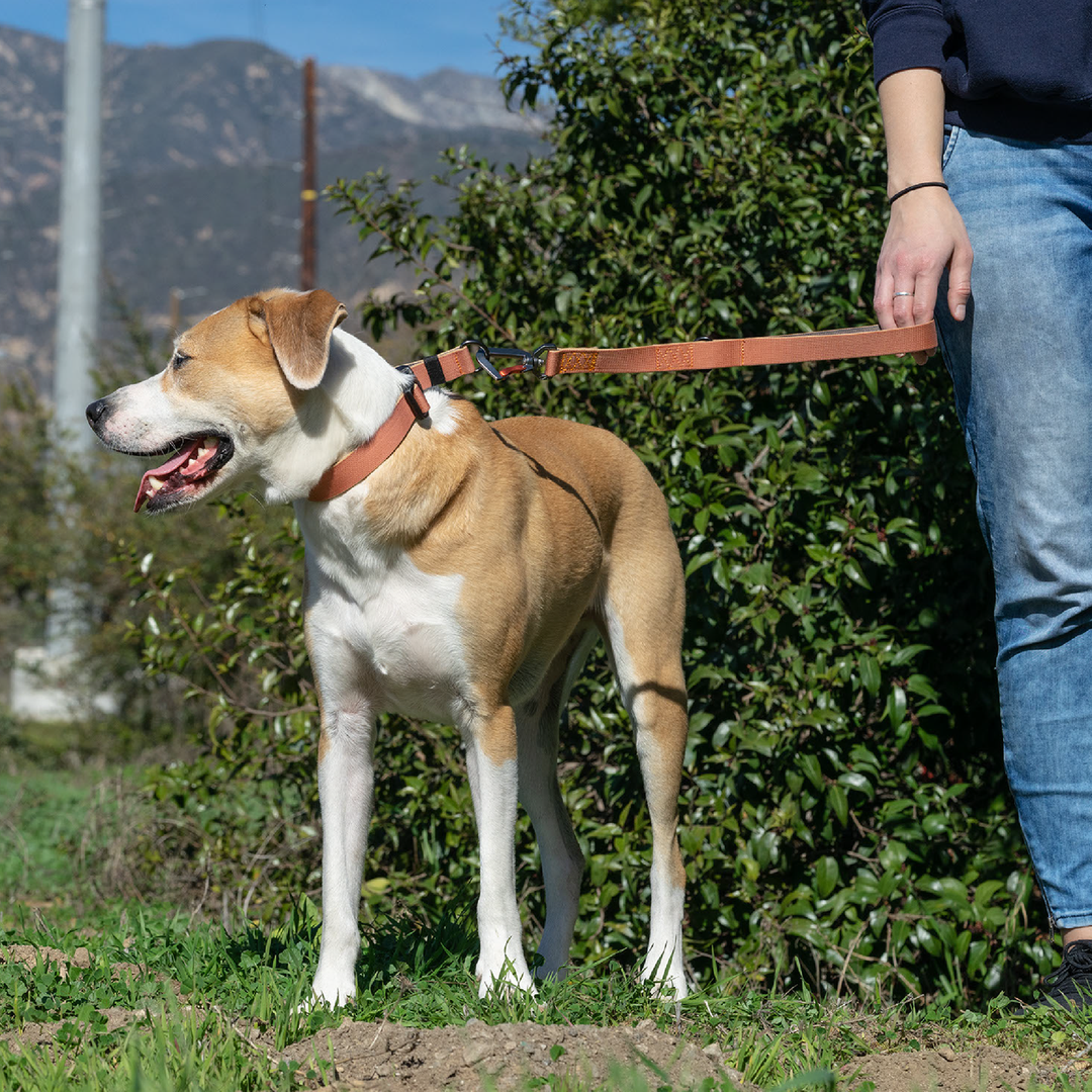 Sleepypod Traffic Leash - - Leash by Sleepypod