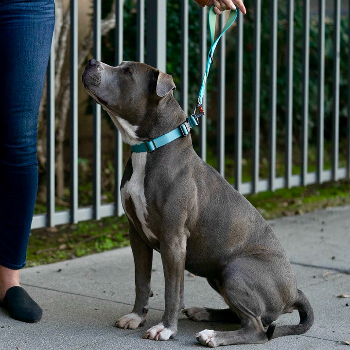Sleepypod Traffic Leash - - Leash by Sleepypod