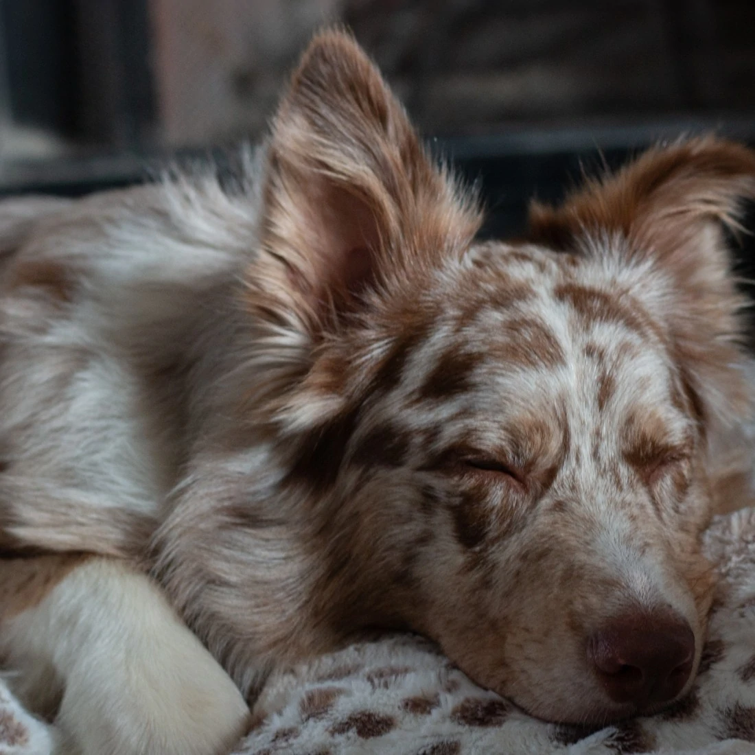 BuddyRest Lynx Dog Armour™ Blanket