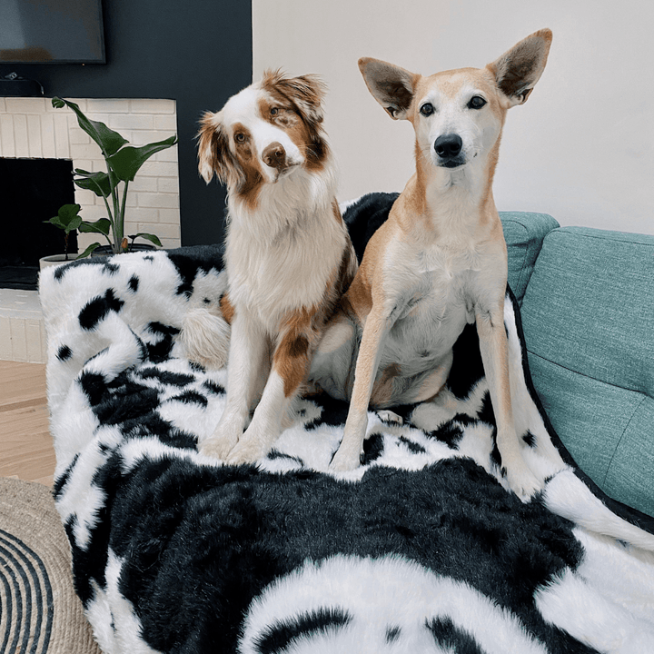 PupProtector™ Waterproof Throw Blanket - Black Faux Cowhide - - Dog Blanket by Paw.com