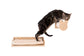 Armarkat Wall Tree with Condo, Perch and Stepup - - Cat Tree by Armarkat