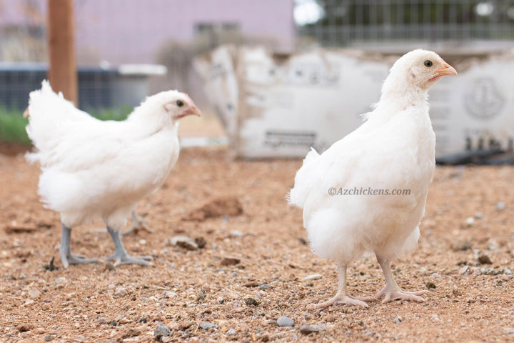 White American Bresse Chicks - Buy 10 + 5 Bonus Free (Unsexed, Shipping Included) - - White Bresse Chickens by Az Chickens