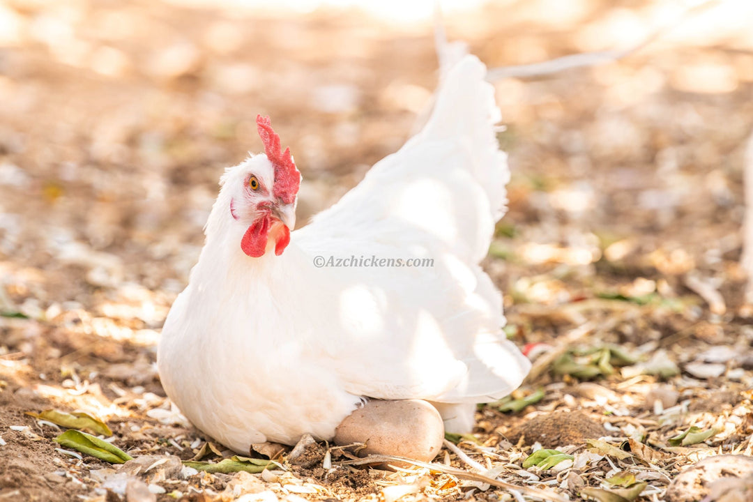 White American Bresse Chicks - Buy 10 + 5 Bonus Free (Unsexed, Shipping Included) - - White Bresse Chickens by Az Chickens