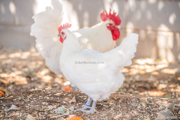 White American Bresse Chicks - Buy 10 + 5 Bonus Free (Unsexed, Shipping Included) - - White Bresse Chickens by Az Chickens