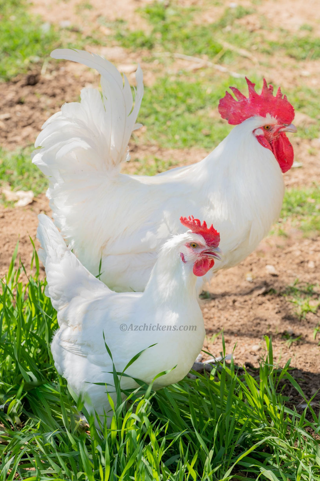 White American Bresse Chicks - Buy 10 + 5 Bonus Free (Unsexed, Shipping Included) - - White Bresse Chickens by Az Chickens