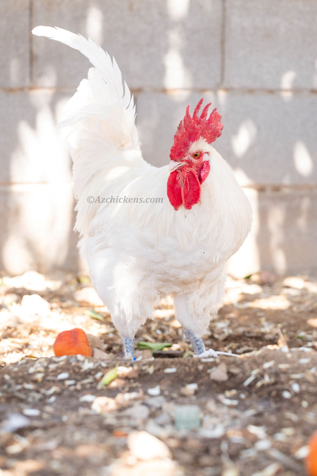 White American Bresse Chicks - Buy 10 + 5 Bonus Free (Unsexed, Shipping Included) - June 15th - White Bresse Chickens by Az Chickens