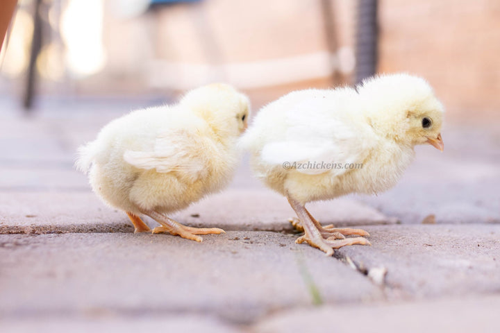 White American Bresse Chicks - Buy 10 + 5 Bonus Free (Unsexed, Shipping Included) - - White Bresse Chickens by Az Chickens