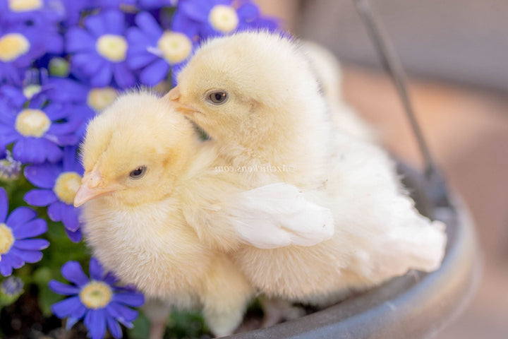 White American Bresse Chicks - Buy 10 + 5 Bonus Free (Unsexed, Shipping Included) - - White Bresse Chickens by Az Chickens