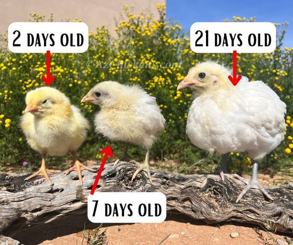 White American Bresse Chicks - Buy 10 + 5 Bonus Free (Unsexed, Shipping Included) - - White Bresse Chickens by Az Chickens