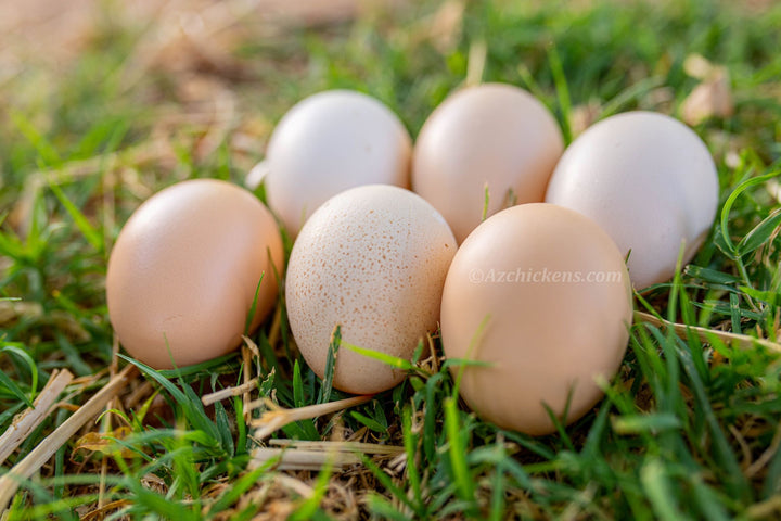 American Bresse Chicks - Assorted Colors - Buy 10 + 5 Bonus Free (Unsexed, Shipping Included) - - Bresse Chickens by Az Chickens