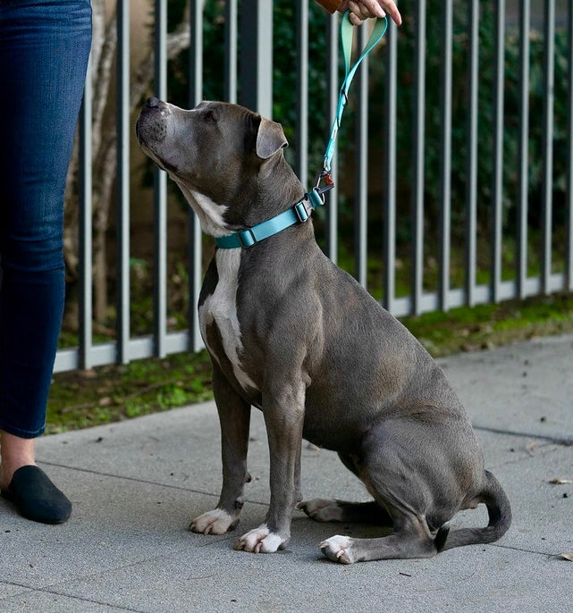 Sleepypod Locking Martingale Collar - - Collar by Sleepypod