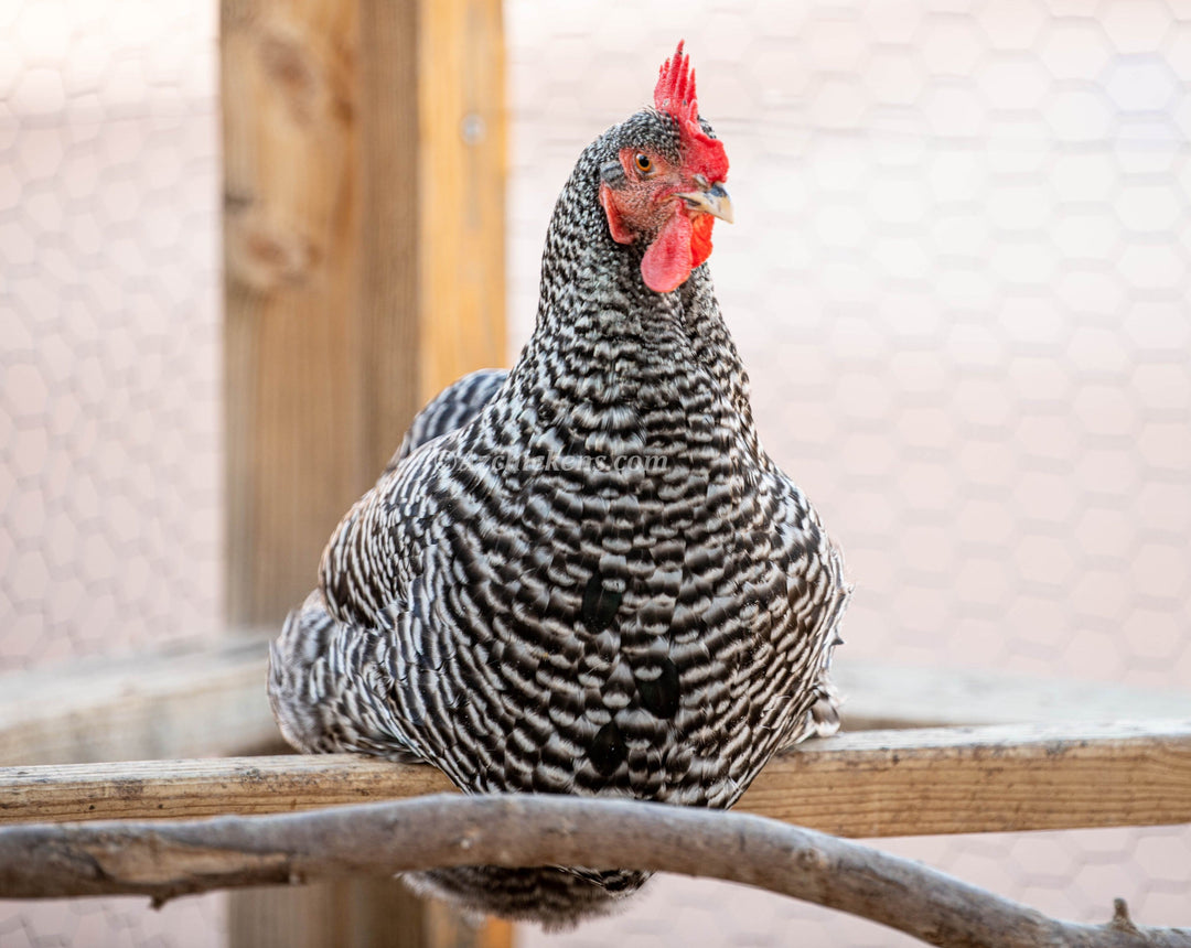 Barred Rock Chicks – Buy 10 + 5 Bonus Free (15 All-Female, Shipping Included) - - by Az Chickens