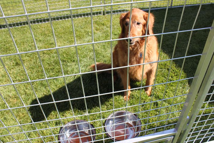 K9 Kennel Store Basic Dog Kennel Pro (Galvanized) - - Dog Kennels & Runs by K9 Kennel Store