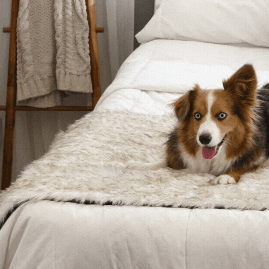 PupProtector™ Waterproof Bed Runner - White with Brown Accents - - Dog Blanket by Paw.com