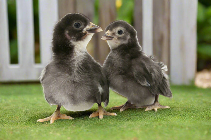 Black Sex-Link Female Chicks – Buy 10 + 5 Bonus Free (15 All-Female, Shipping Included) - - by Az Chickens