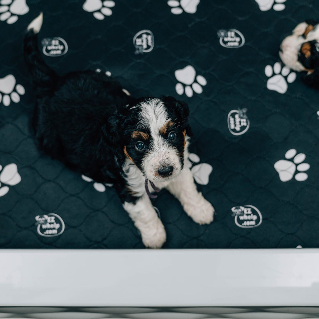 Black & White Slip Resistant Paw Print Pad/Mat, 2 Pack - - Pad by EZwhelp