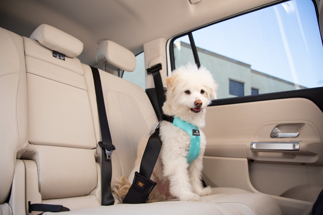 Sleepypod Clickit Sport Plus Dog Harness - - Harness by Sleepypod