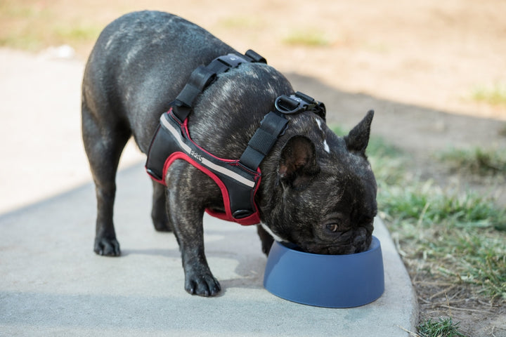 Sleepypod Yummy Travel Bowl - - Bowl by Sleepypod