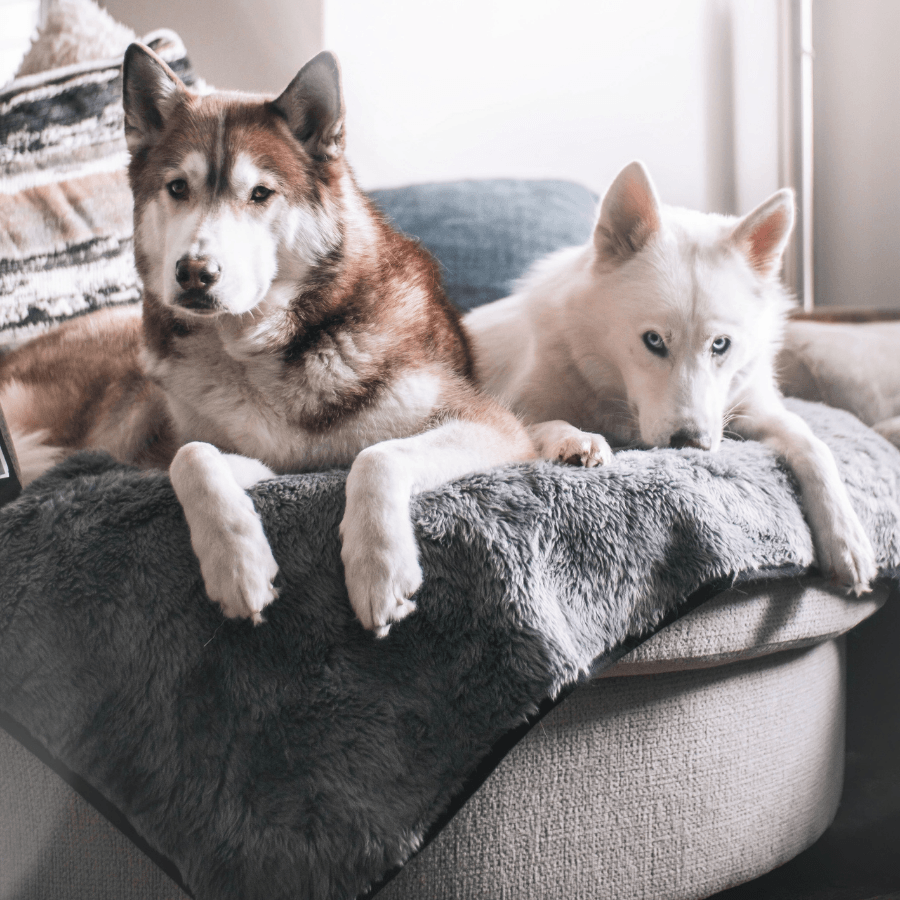 PupProtector™ Short Fur Waterproof Throw Blanket - Charcoal Grey - - Dog Blanket by Paw.com
