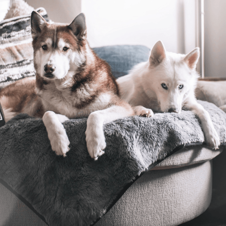 PupProtector™ Short Fur Waterproof Throw Blanket - Charcoal Grey - - Dog Blanket by Paw.com