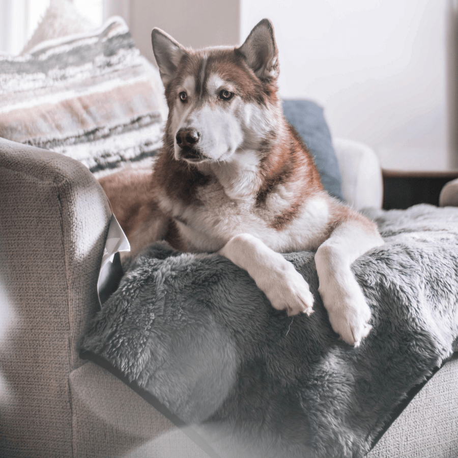 PupProtector™ Short Fur Waterproof Throw Blanket - Charcoal Grey - - Dog Blanket by Paw.com