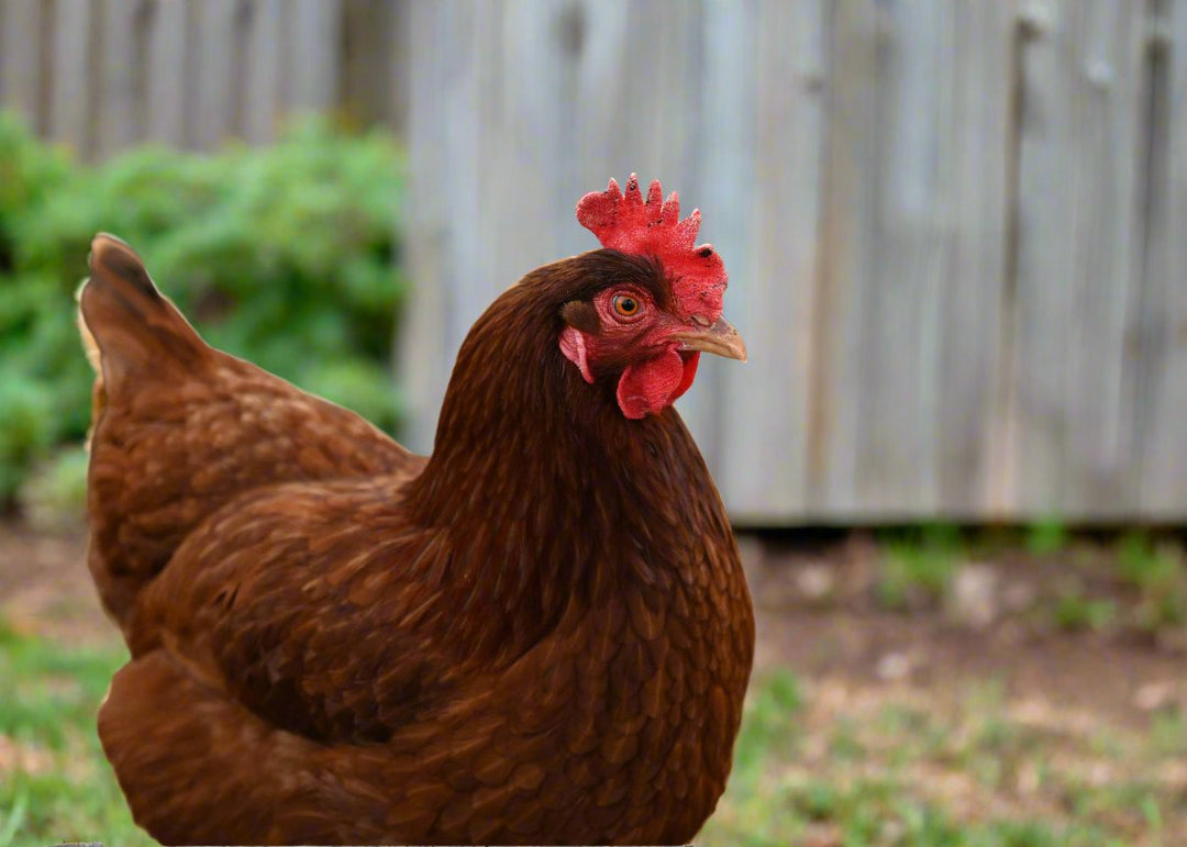 Rhode Island Red Chicks – Buy 10 + 5 Bonus Free (15 All-Female, Shipping Included) - April 13th - by Az Chickens