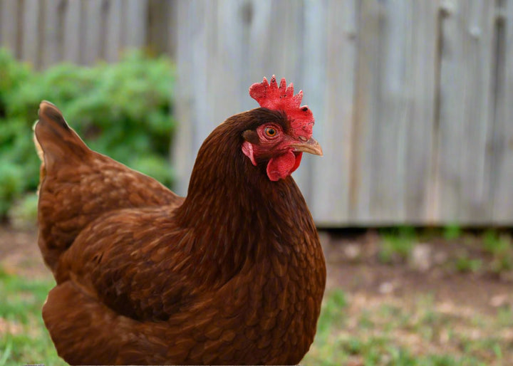 Rhode Island Red Chicks – Buy 10 + 5 Bonus Free (15 All-Female, Shipping Included) - April 13th - by Az Chickens