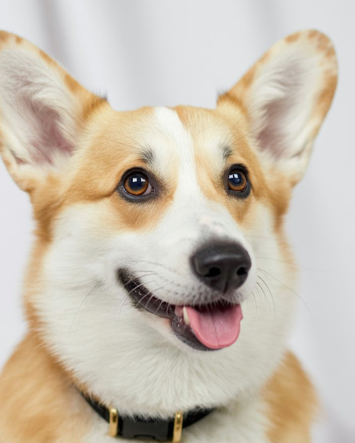 Corgi dog with a black collar on a light gray background