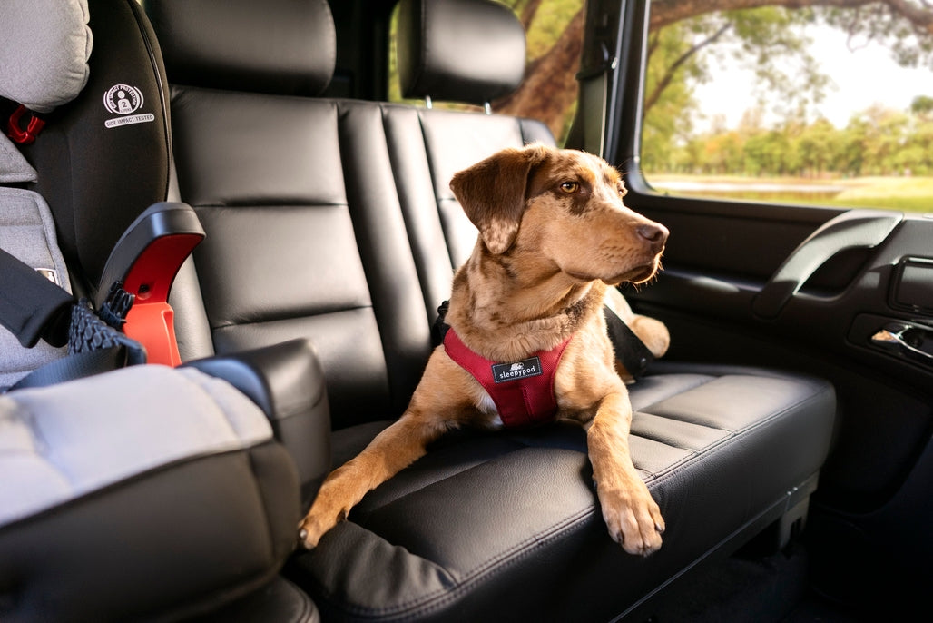 Sleepypod Clickit Sport Plus Dog Harness - - Harness by Sleepypod