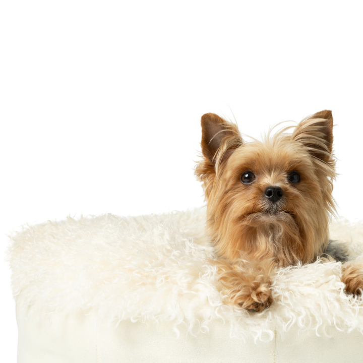 PupPouf™ Luxe Faux Fur Donut Dog Bed - Plush Sheep Ivory - - Dog Beds by Paw.com