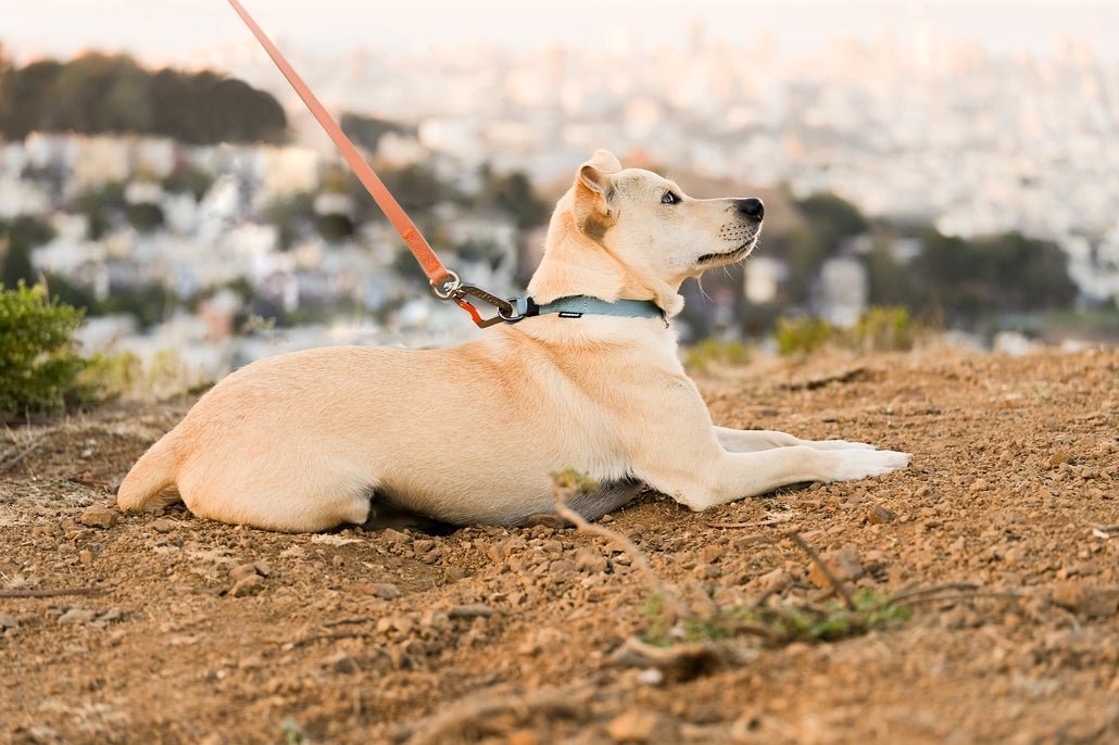 Sleepypod Locking Martingale Collar - - Collar by Sleepypod